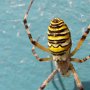 Argiope